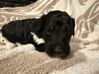 Male #4 f1bb, a female Goldendoodle for sale in Kelso, WA – Photo 4 of 7