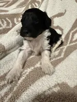 Male #4 f1bb, a female Goldendoodle for sale in Kelso, WA – Photo 6 of 7