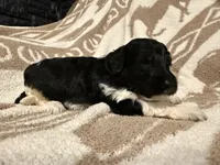 Male #4 f1bb, a female Goldendoodle for sale in Kelso, WA – Photo 2 of 7