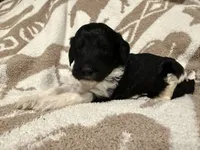 Male #4 f1bb, a female Goldendoodle for sale in Kelso, WA – Photo 5 of 7