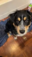Hades, a male English Shepherd and Alaskan Husky for sale in Bullhead City, AZ – 1 of 1