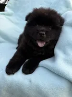 Kolohe, a male Chow Chow for sale in Pottsville, PA – 1 of 4