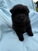 Hoku, a female Chow Chow for sale in Pottsville, PA – 5 of 5