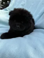 Hoku, a female Chow Chow for sale in Pottsville, PA – 3 of 5
