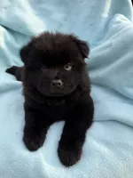 Kona, a male Chow Chow for sale in Pottsville, PA – 4 of 4
