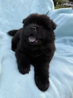 Kolohe, a male Chow Chow for sale in Pottsville, PA – 3 of 4