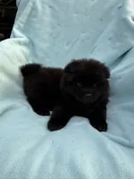 Kolohe, a male Chow Chow for sale in Pottsville, PA – 2 of 4