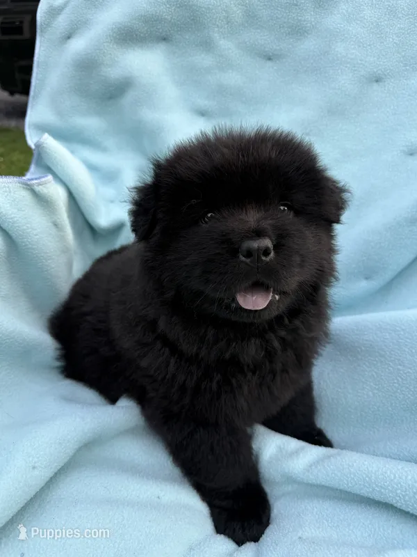 Makai – Chow Chow puppy for sale in Pottsville, PA
