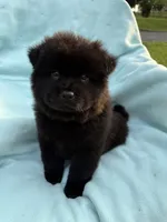Kona, a male Chow Chow for sale in Pottsville, PA – 1 of 4