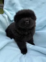 Makai, a male Chow Chow for sale in Pottsville, PA – 4 of 4