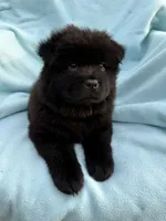 Kona, a male Chow Chow for sale in Pottsville, PA – 2 of 4