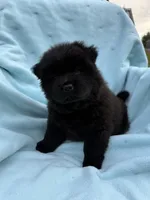 Hoku, a female Chow Chow for sale in Pottsville, PA – 2 of 5