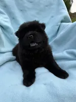 Hoku, a female Chow Chow for sale in Pottsville, PA – 4 of 5