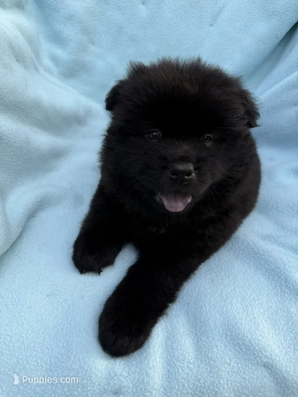 Hoku – Chow Chow puppy for sale in Pottsville, PA