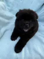 Hoku, a female Chow Chow for sale in Pottsville, PA – 1 of 5