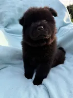 Kona, a male Chow Chow for sale in Pottsville, PA – 3 of 4