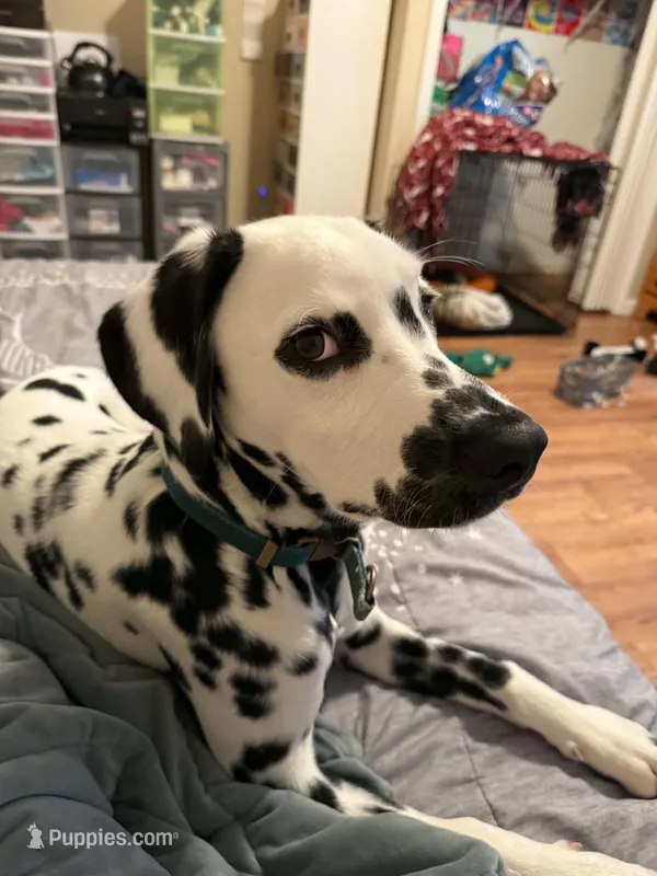 Moose – Dalmatian puppy for sale in Mount Pleasant, MI