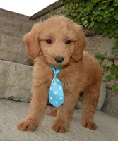 Mini Gus, a male Miniature Goldendoodle for sale in Celina, OH – 7 of 10