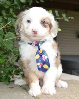 Mini Auggie, a male Miniature Aussiedoodle for sale in Celina, OH – 4 of 10