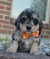 Mini Bella, a female Miniature Bernedoodle for sale in Celina, OH – Photo 4 of 10