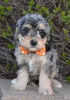 Mini Bella, a female Miniature Bernedoodle for sale in Celina, OH – Photo 5 of 10