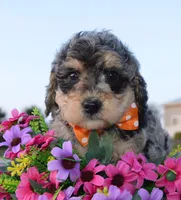 Mini Bella, a female Miniature Bernedoodle for sale in Celina, OH – Photo 9 of 10