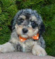 Mini Bella, a female Miniature Bernedoodle for sale in Celina, OH – Photo 2 of 10