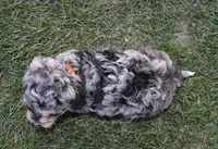Mini Bella, a female Miniature Bernedoodle for sale in Celina, OH – Photo 6 of 10