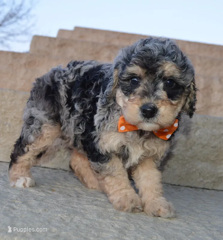 Mini Bella – Miniature Bernedoodle puppy for sale in Celina, OH