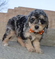 Mini Bella, a female Miniature Bernedoodle for sale in Celina, OH – Photo 1 of 10