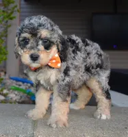 Mini Bella, a female Miniature Bernedoodle for sale in Celina, OH – Photo 10 of 10