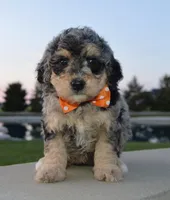 Mini Bella, a female Miniature Bernedoodle for sale in Celina, OH – Photo 8 of 10