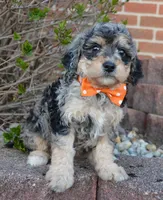 Mini Bella, a female Miniature Bernedoodle for sale in Celina, OH – Photo 3 of 10
