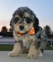 Mini Bella, a female Miniature Bernedoodle for sale in Celina, OH – Photo 7 of 10