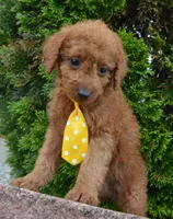 Mini Gordon, a male Miniature Goldendoodle for sale in Celina, OH – 7 of 10