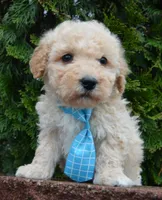Mini Peanut, a male Poodle - Miniature  for sale in Celina, OH – Photo 6 of 10