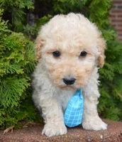 Mini Peanut, a male Poodle - Miniature  for sale in Celina, OH – Photo 7 of 10