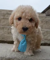 Mini Peanut, a male Poodle - Miniature  for sale in Celina, OH – Photo 2 of 10