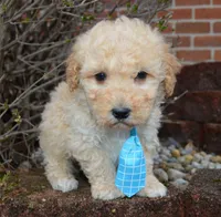 Mini Peanut, a male Poodle - Miniature  for sale in Celina, OH – Photo 3 of 10