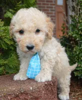 Mini Peanut, a male Poodle - Miniature  for sale in Celina, OH – Photo 10 of 10
