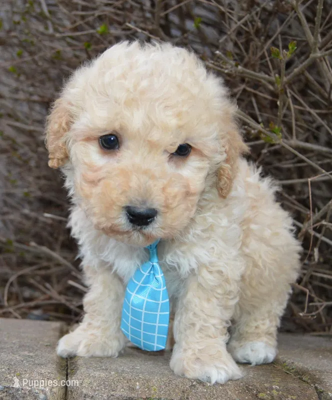 Mini Peanut, a male Poodle - Miniature  for sale in Celina, OH – Photo 1 of 10