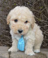 Mini Peanut, a male Poodle - Miniature  for sale in Celina, OH – Photo 1 of 10