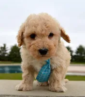 Mini Peanut, a male Poodle - Miniature  for sale in Celina, OH – Photo 9 of 10