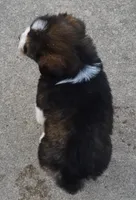 Mini Blossom, a female Miniature Bernedoodle for sale in Celina, OH – Photo 9 of 10