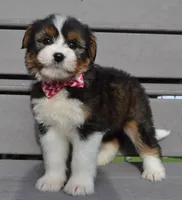 Mini Blossom, a female Miniature Bernedoodle for sale in Celina, OH – Photo 8 of 10