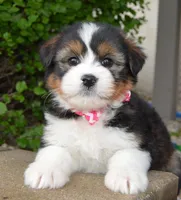 Mini Blossom, a female Miniature Bernedoodle for sale in Celina, OH – Photo 7 of 10