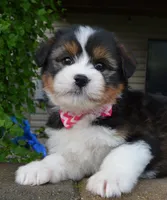 Mini Blossom, a female Miniature Bernedoodle for sale in Celina, OH – Photo 2 of 10