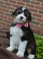 Mini Blossom, a female Miniature Bernedoodle for sale in Celina, OH – Photo 5 of 10
