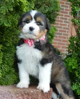 Mini Blossom, a female Miniature Bernedoodle for sale in Celina, OH – Photo 4 of 10