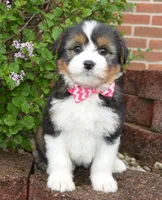 Mini Blossom, a female Miniature Bernedoodle for sale in Celina, OH – Photo 3 of 10